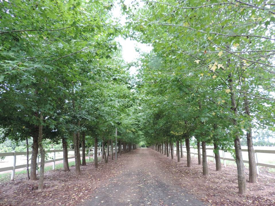 Jardins em Fazenda, Chácaras e Haras 10