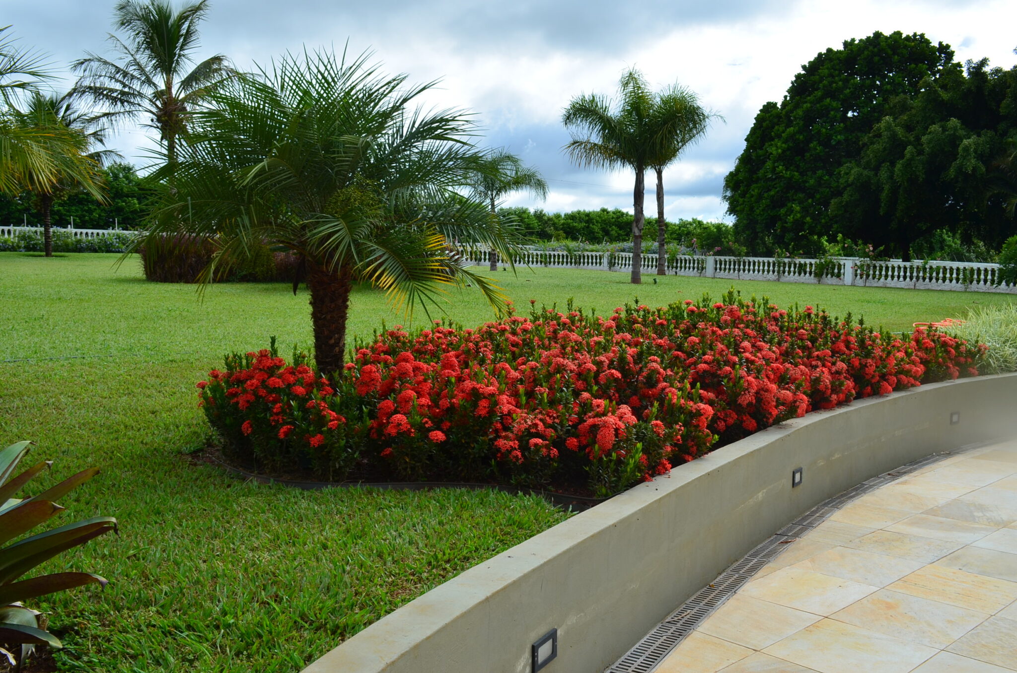 palmeira fenix e mini-ixora vermelha