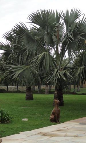 Jardins em Fazenda, Chácaras e Haras 25 Jardins em Fazenda, Chácaras e Haras 25
